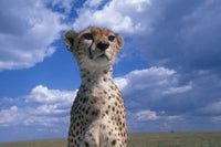Cheetah surveying the savanna in Masai Mara Game Reserve, Kenya - Fine Art Print by Paul Souders