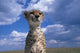 Cheetah surveying the savanna in Masai Mara Game Reserve, Kenya - Fine Art Print by Paul Souders