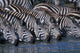 Plains Zebra Herd Drinking at Telek River, Masai Mara, Kenya Poster Print