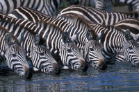 Plains zebra herd drinking at Telek River in Masai Mara Game Reserve, Kenya.