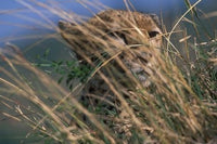 Cheetah Resting on Savanna Art Print by Paul Souders
