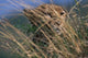 Cheetah Resting on Savanna Art Print by Paul Souders