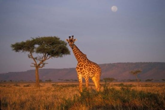 Giraffe Feeding on Savanna Poster Print by Paul Souders