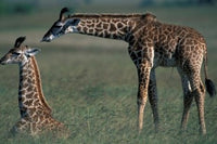 Young Giraffe Lies in Tall Grass Poster Print by Paul Souders