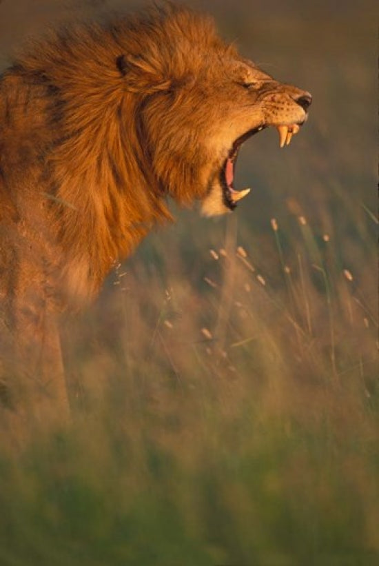 Lion poster print in Masai Mara Game Reserve by Paul Souders.