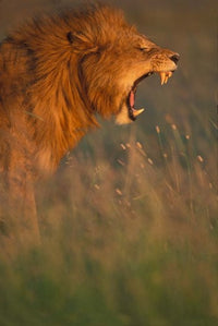 Lion poster print in Masai Mara Game Reserve by Paul Souders.