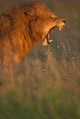 Lion poster print in Masai Mara Game Reserve by Paul Souders.