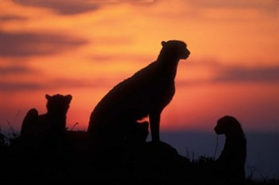 Cheetah Silhouetted by Sunset in Masai Mara, Kenya Poster Print