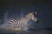 Plains Zebras Splashing Through Mara River Poster Print showcasing wildlife in Masai Mara.