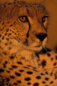 Kenya Masai Mara Game Reserve Cheetah Sunset Poster Print by Paul Souders