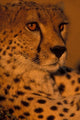 Kenya Masai Mara Game Reserve Cheetah Sunset Poster Print by Paul Souders
