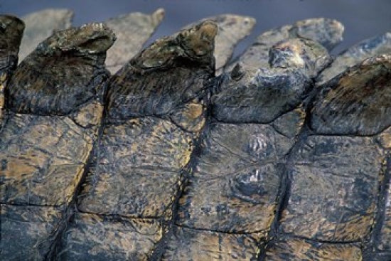 Nile Crocodile Poster Print by Paul Souders - Masai Mara Game Reserve, Kenya