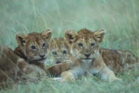 Lion Cubs Resting in Grass Fine Art Print by Paul Souders