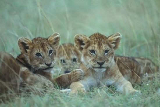 Lion Cubs Resting in Grass - Masai Mara Game Reserve Poster Print by Paul Souders
