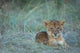 Lion cub resting in grass at Masai Mara Game Reserve in Kenya, poster print by Paul Souders.
