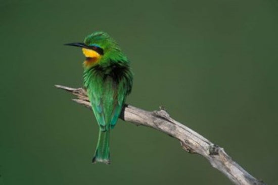 Little Bee Eater bird poster print in Masai Mara by Paul Souders