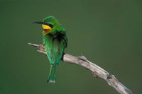 Little Bee Eater bird poster print in Masai Mara by Paul Souders