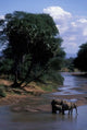 Elephant herd along Uaso Nyiro River in Samburu National Reserve, Kenya - poster print by Paul Souders.