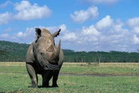 White Rhinoceros Feeding at Lake Nakuru National Park Poster Print
