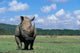 White Rhinoceros Feeding at Lake Nakuru National Park Poster Print