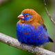 Purple Grenadier at Lake Naivasha Art Print by Ralph H. Bendjebar