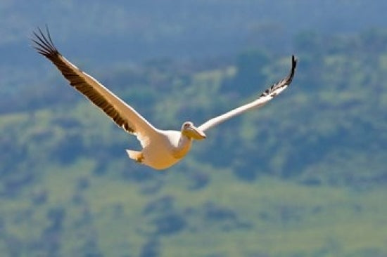 Kenya White Pelican in flight at Lake Nakuru poster print by Ralph H. Bendjebar