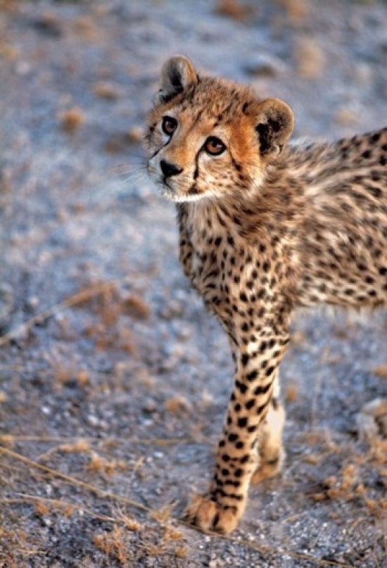 Cheetah in Amboseli National Park Poster Print by Ric Ergenbright