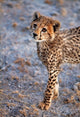 Cheetah in Amboseli National Park Poster Print by Ric Ergenbright