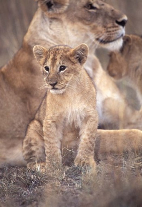 African Lion in Masai Mara, Kenya Poster Print by Roy Toft