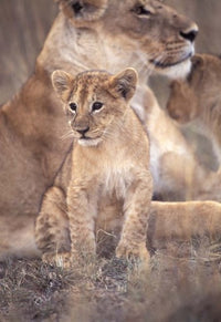 African Lion in Masai Mara, Kenya Poster Print by Roy Toft