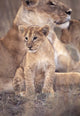 African Lion in Masai Mara, Kenya Poster Print by Roy Toft