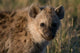Spotted Hyaena Poster Print by Sergio Pitamitz showcasing wildlife in Masai Mara National Reserve, Kenya