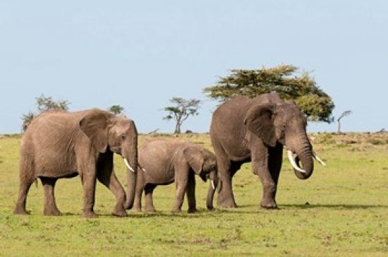 Three African Elephants in Maasai Mara, Kenya Poster Print by Sergio Pitamitz