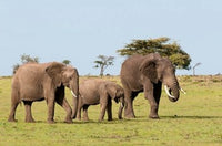 Three African Elephants in Maasai Mara, Kenya Poster Print by Sergio Pitamitz
