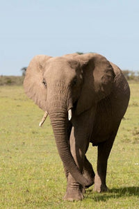 African Elephant Poster Print from Maasai Mara, Kenya by Sergio Pitamitz