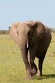 African Elephant Poster Print from Maasai Mara, Kenya by Sergio Pitamitz