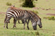 Zebra grazing in Maasai Mara, Kenya fine art print by Sergio Pitamitz.