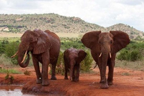 Elephants and baby at Tsavo East National Park, Kenya - Poster Print by Sergio Pitamitz