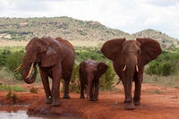 Elephants and baby at Tsavo East National Park, Kenya - Poster Print by Sergio Pitamitz