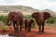 Elephants and baby at Tsavo East National Park, Kenya - Poster Print by Sergio Pitamitz