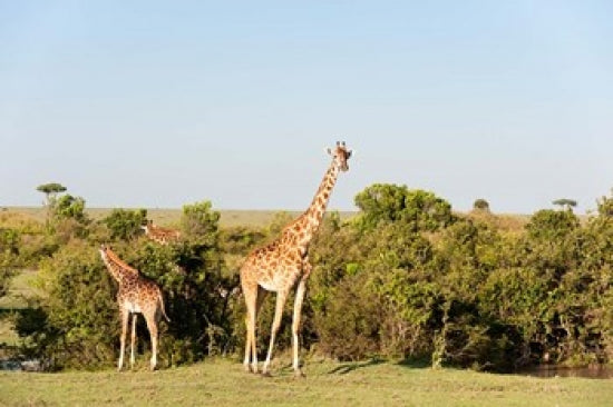 Giraffe Giraffa camelopardalis in Maasai Mara, Kenya - Poster Print