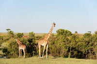 Giraffe Giraffa camelopardalis in Maasai Mara, Kenya - Poster Print
