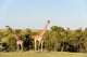 Giraffe Giraffa camelopardalis in Maasai Mara, Kenya - Poster Print