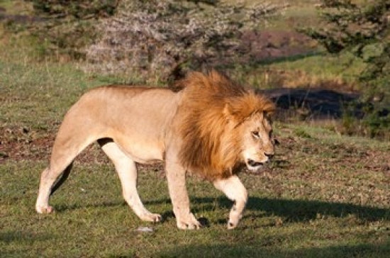 Lion poster print by Sergio Pitamitz showcasing majestic wildlife from Maasai Mara, Kenya.