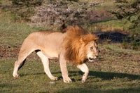 Lion poster print by Sergio Pitamitz showcasing majestic wildlife from Maasai Mara, Kenya.