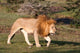 Lion poster print by Sergio Pitamitz showcasing majestic wildlife from Maasai Mara, Kenya.