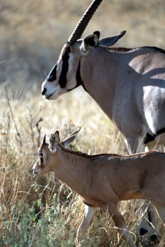 Beisa Oryx and Calf Poster Print by William Sutton