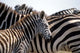 Black and white stripe pattern of a plains zebra colt poster print