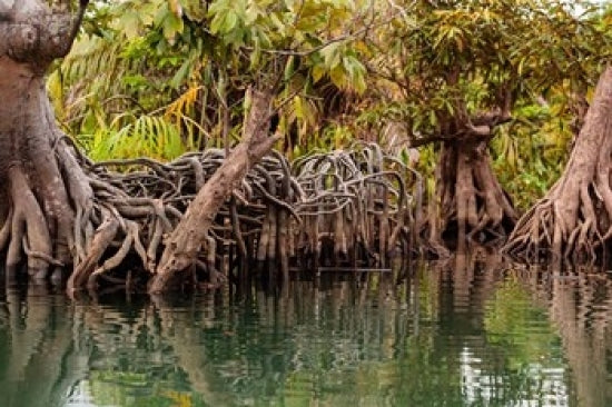 View of mangroves on the Du River poster print by Alida Latham.