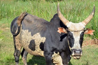 Madagascar Antananarivo ox with large horn poster print by Anthony Asael